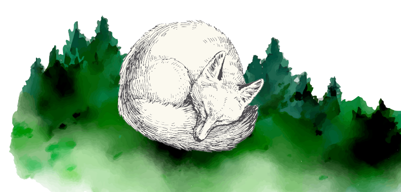 Grafik eingerollter Fuchs im Wald