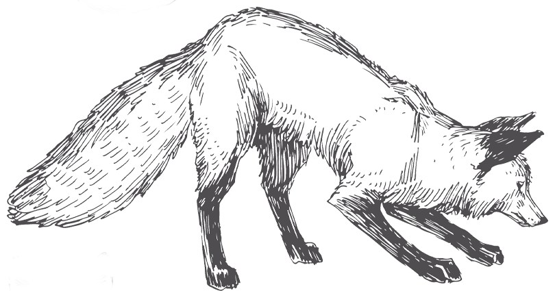Grafik von einem schnuppernden Fuchs