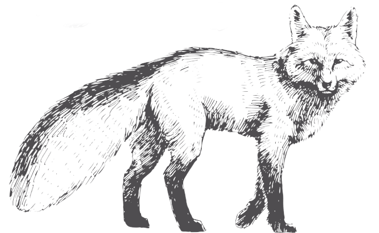 Grafik von einem Fuchs