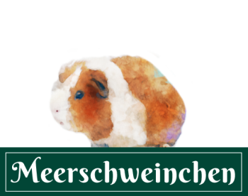 Meerschweinchen