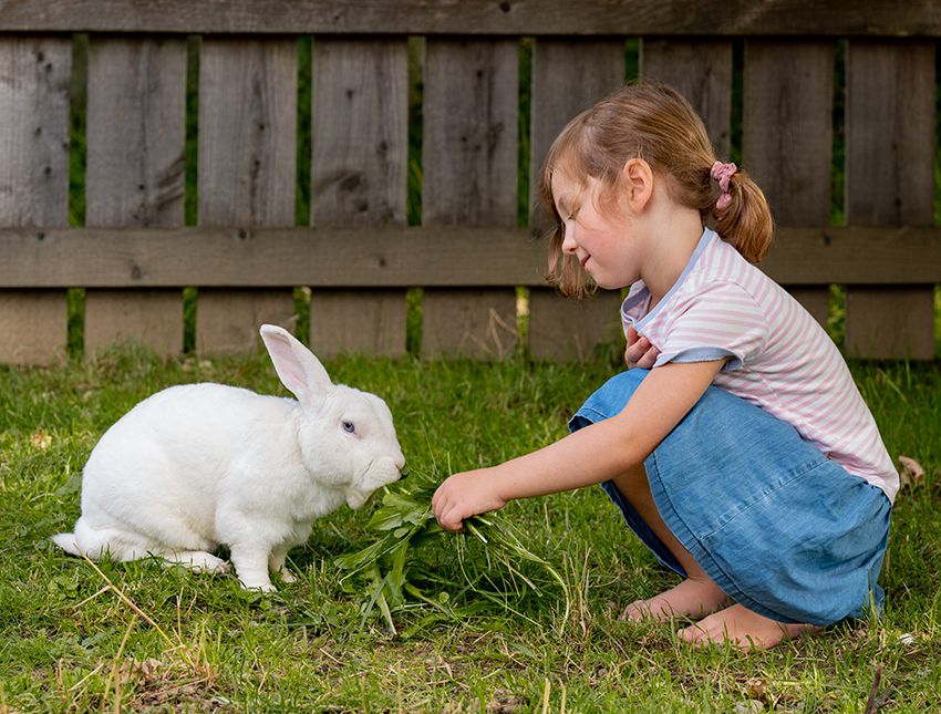 Kind füttert Hasen