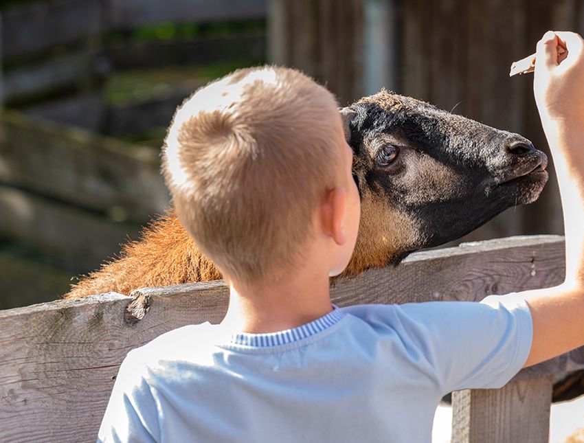 Kind füttert Schaf