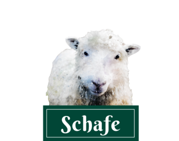 Schafe