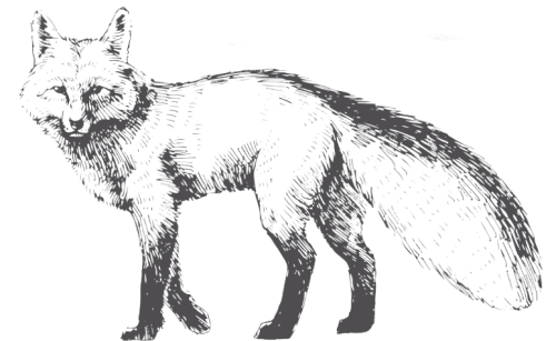Grafik von einem Fuchs